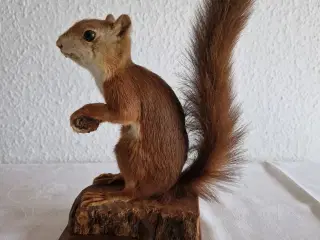 Egern Sciurus Vulgaris