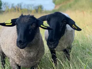 2 suffolk får