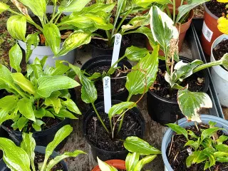 Hosta i potte 
