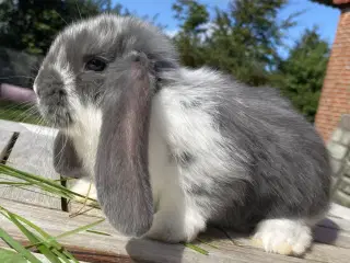 FRANSK VÆDDER HUN BLÅ KAPPETEGNET