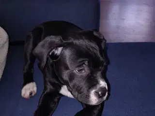 Lækker blandings tæve 