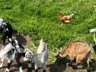 Dværggeder kid 