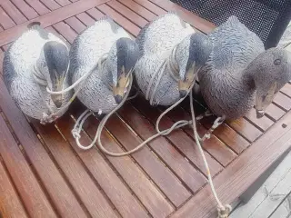 Lokkeænder 