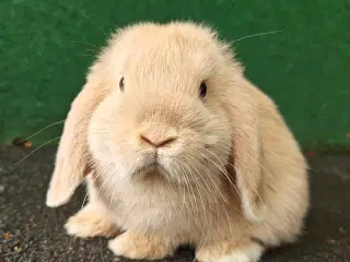 Minilop