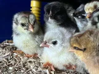 DAGGAMLE kyllinger fra d. 29/4