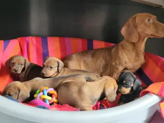Standard korthåret gravhundehvalpe 
