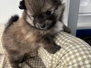 Pomeranian hvalpe 
