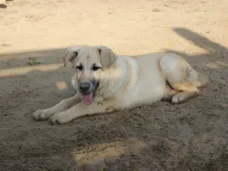 Missy (blandingshund / gadehund)