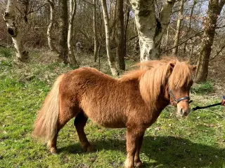 Dejlig 1 års shetlænder hoppe