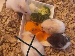 Hamster unger sælges 