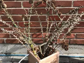 2 teaktræskasser
