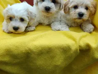 Maltipoo hvalpe sælges 