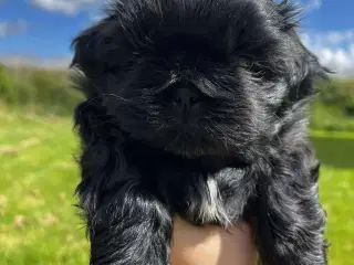 Shih Tzu hvalpe