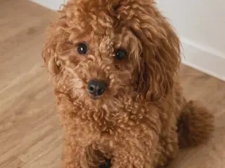 Total skønhed Toy Puddel