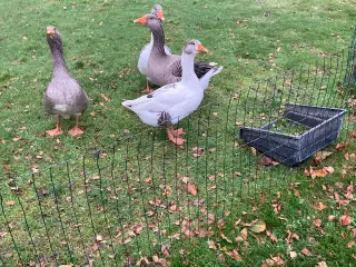 Gås Til avl eller slagtning