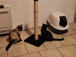 Kattekillinger 