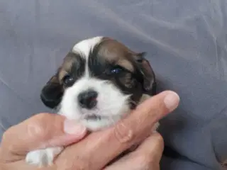 Bichon havanais hvalpe 