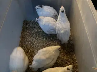 Fine Texas vagtelkyllinger 