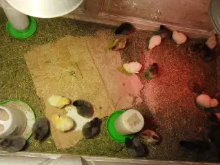 21 dags kyllinger til salg 