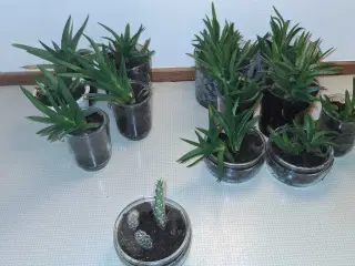 Plante-børn: klar til nyt hjem