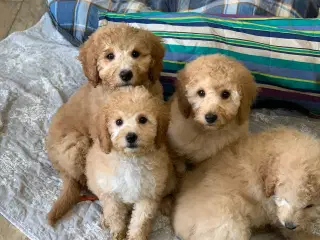 Mini Golden Doodle rejse klar nu