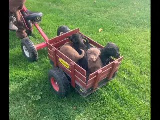 Ægte labrador hvalpe sælges 