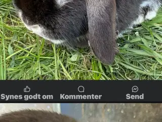 Kaniner