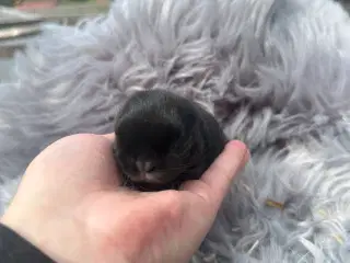 Minilop pige