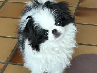Japanese Chin hvalp 
