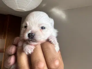 Pomeranian Merle hvalp 