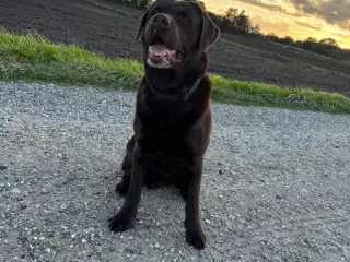 Brun labrador 4,5 år