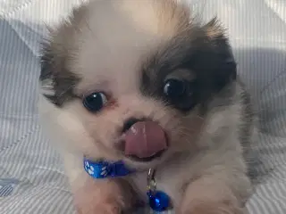 3 søde, små hvalpe efter pomeranian og chihuahua