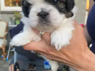 Shih tzu Hvalpe.