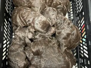 Goldendoodle til jul 