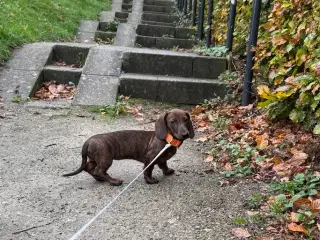 Hvalp Miniatura korthår gravhund i tigerstriber 