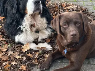 Berner Sennen & Labrador - Bedækning tilbydes