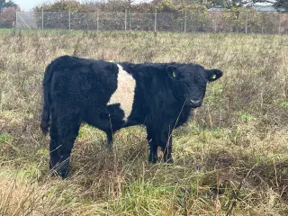 1 Angus/galloway tyre i rigtig fim