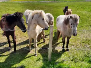 Islænder heste