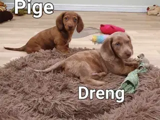 Langhåret rød merle gravhunde hvalpe