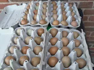 Rugeæg fra jagtfasaner sælges