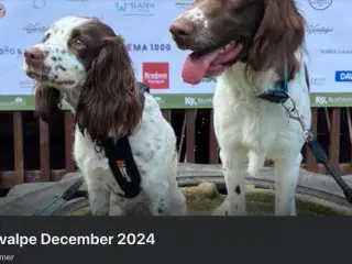 Springer spaniel/Kleiner hvalpe