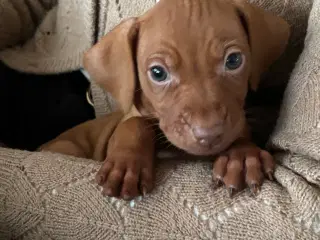 Vizsla hvalpe 