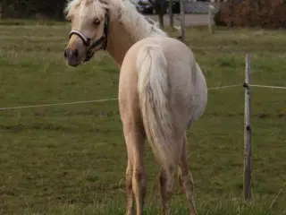 Smuk Pony Welsh Partbred 1 år 130 cm.