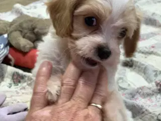 Mini cavapoo babyer F1