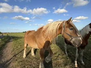 Sød rideskole hest 