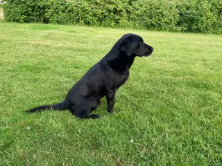 Hundehvalp labrador F1