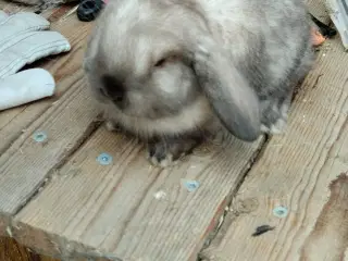 Mini loop hun