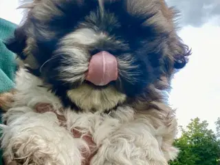 Allergivenlig Shih Tzu hvalpe