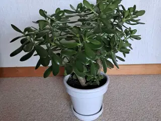 Stueplante