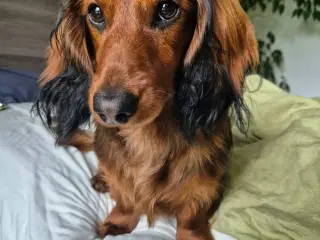 Dværggravhund til Parring